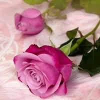 Caregiver,  Figen, GAZIOSMANPASA